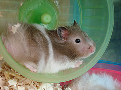 hamsterHaundreis