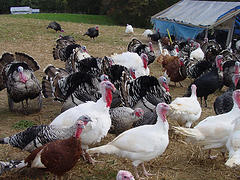 turkeyexperiencela