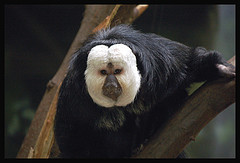 twofaced-digitalART2